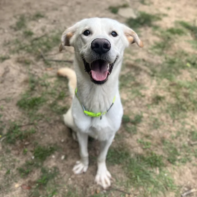 Milo