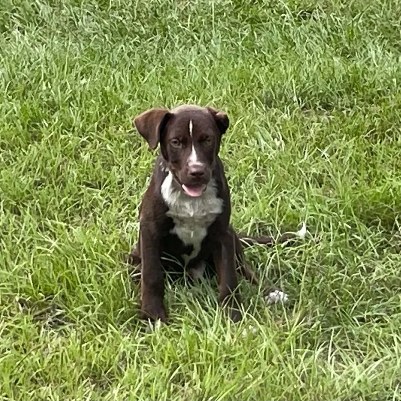 A baby medium-sized male Brown / Chocolate Chocolate Labrador Retriever dog named Kit Kat for adoption in Semmes, AL