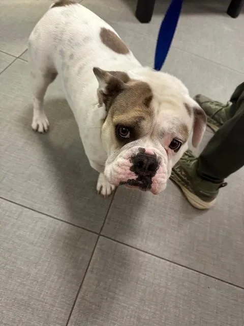 An adult medium-sized female English Bulldog dog named Journie for adoption in Rancho Cucamonga, CA