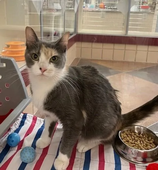 An adult medium-sized female Domestic Short Hair cat named Sunshine for adoption in Springfield, MA