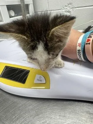 A baby small-sized male Domestic Short Hair cat named Corn Dog for adoption in West Chester, PA