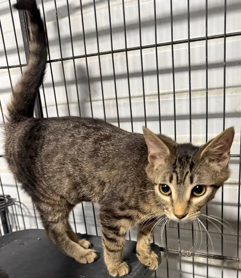 Fiorella thumbnail 2