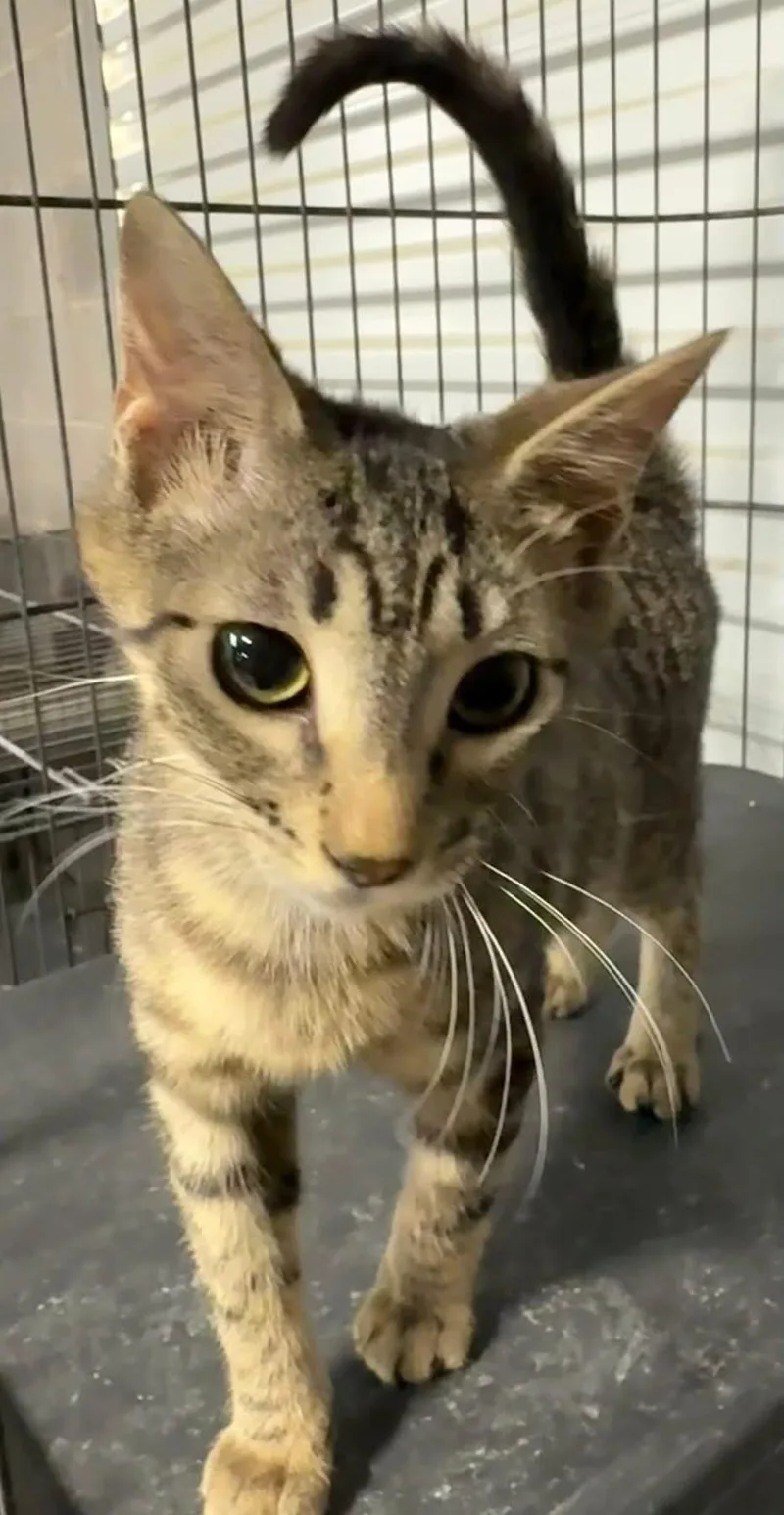 Fiorella thumbnail 3