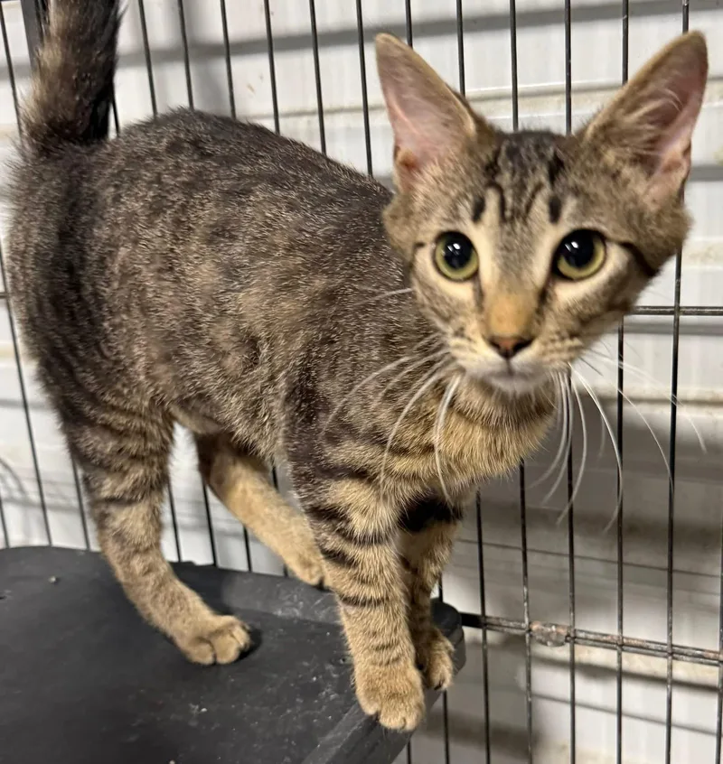 A young small-sized female Tabby cat named Fiorella for adoption in Jackson, GA