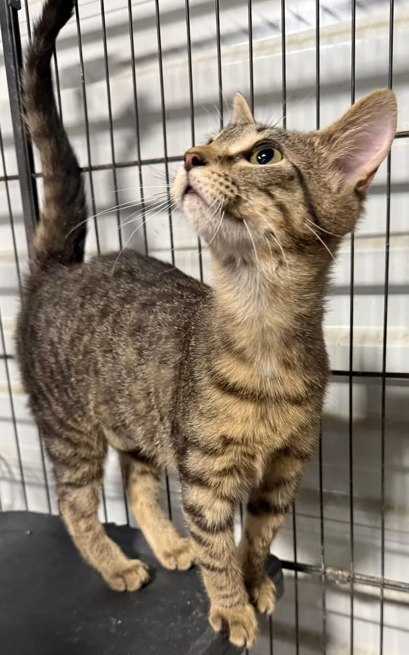 Fiorella thumbnail 4