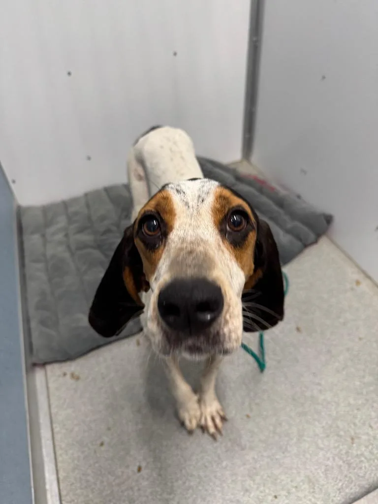 An adult large-sized female Treeing Walker Coonhound dog named Adaline for adoption in Bloomington, IN