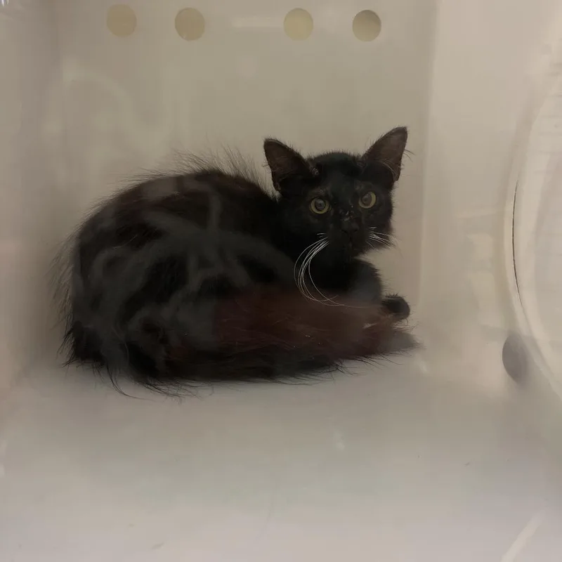 A baby small-sized male Black Domestic Long Hair cat named Sturgeon for adoption in Columbus, GA
