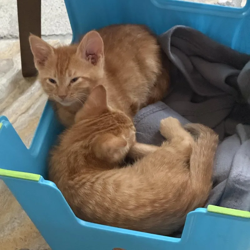 A baby small-sized male Orange / Red Domestic Short Hair cat named Inferno for adoption in Brea, CA