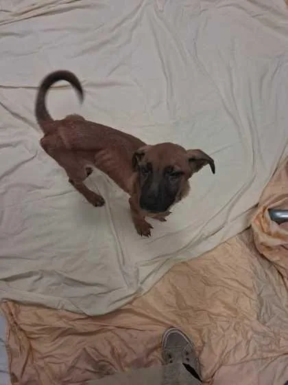 A baby medium-sized male Mountain Cur dog named Xander for adoption in Sevierville, TN