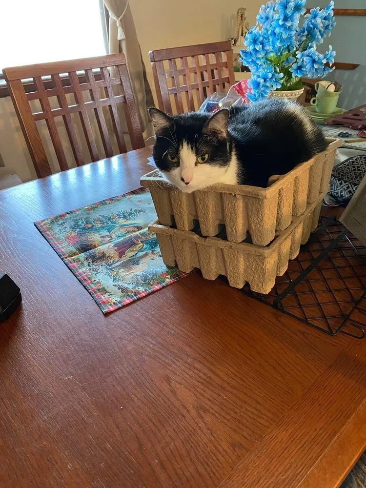 Maple Aka Scamper thumbnail 2