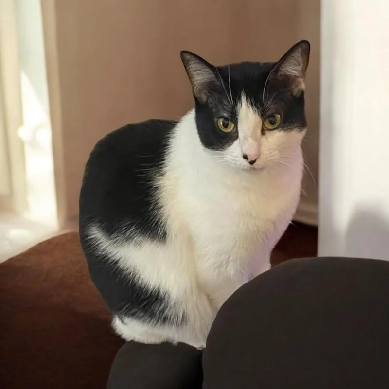 Maple Aka Scamper thumbnail 3