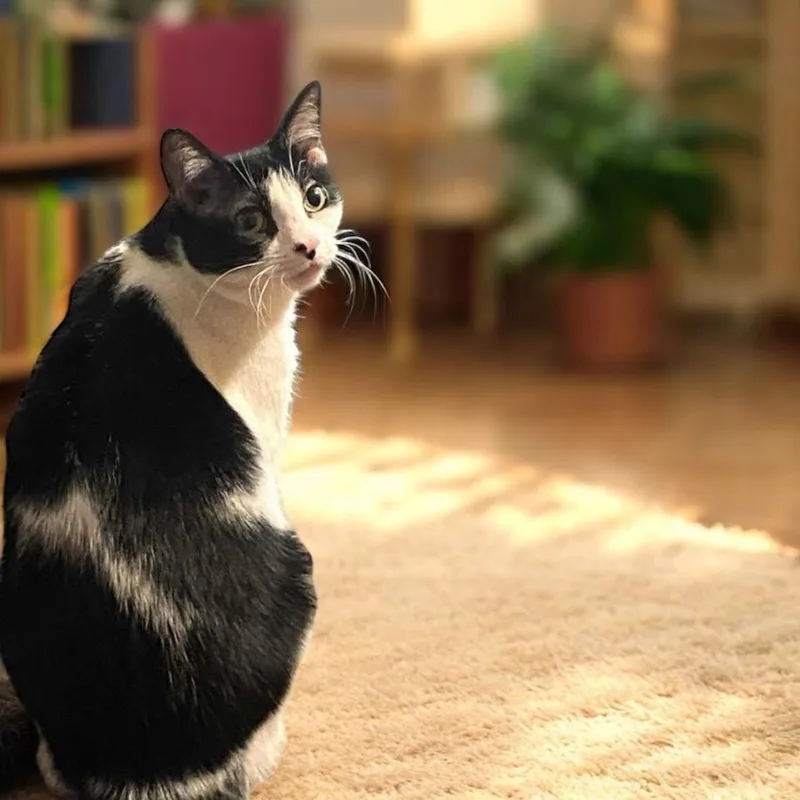 Maple Aka Scamper thumbnail 5