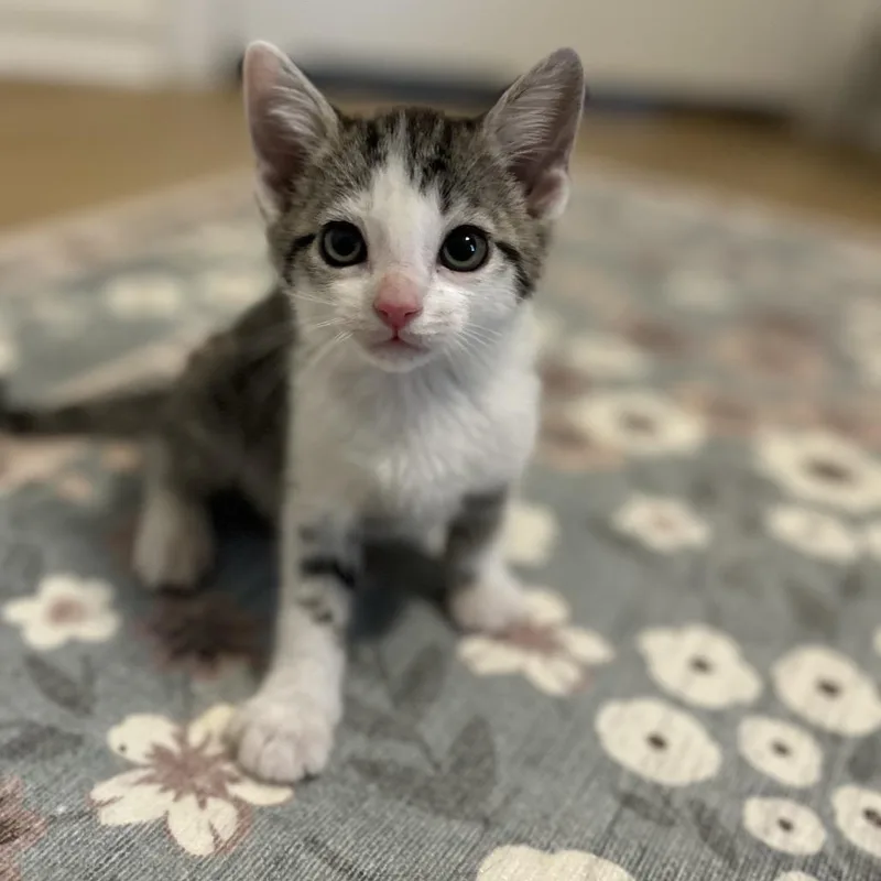 A baby small-sized female Gray / Blue / Silver Domestic Short Hair cat named Cricket for adoption in Fairfax Station, VA