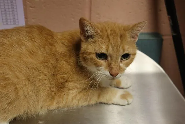 An adult large-sized female Domestic Short Hair cat named Inky for adoption in Columbia, SC