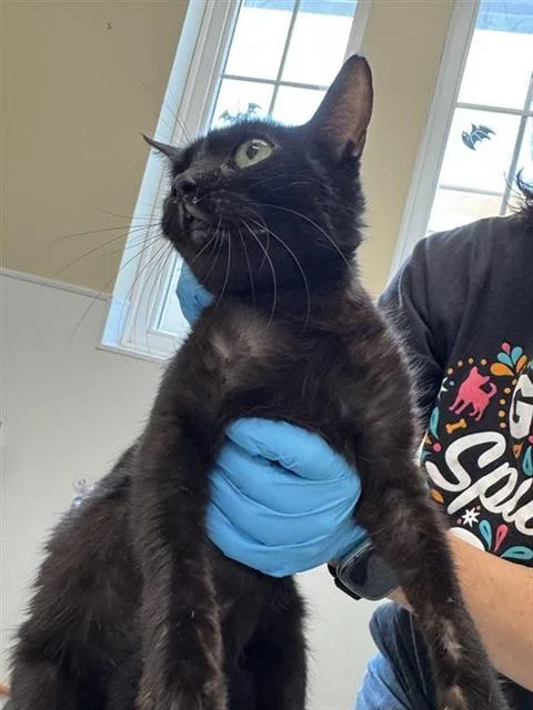 A young small-sized female Domestic Short Hair cat named Midnight for adoption in San Antonio, TX