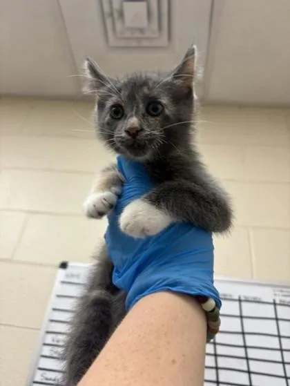 A baby small-sized female Domestic Short Hair cat named Godzilla for adoption in Westland, MI