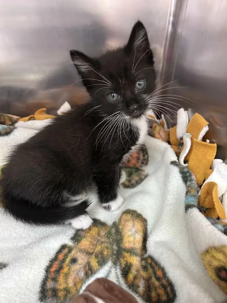 A baby medium-sized female Black & White / Tuxedo Domestic Short Hair cat named Blackberry for adoption in Greensboro, NC