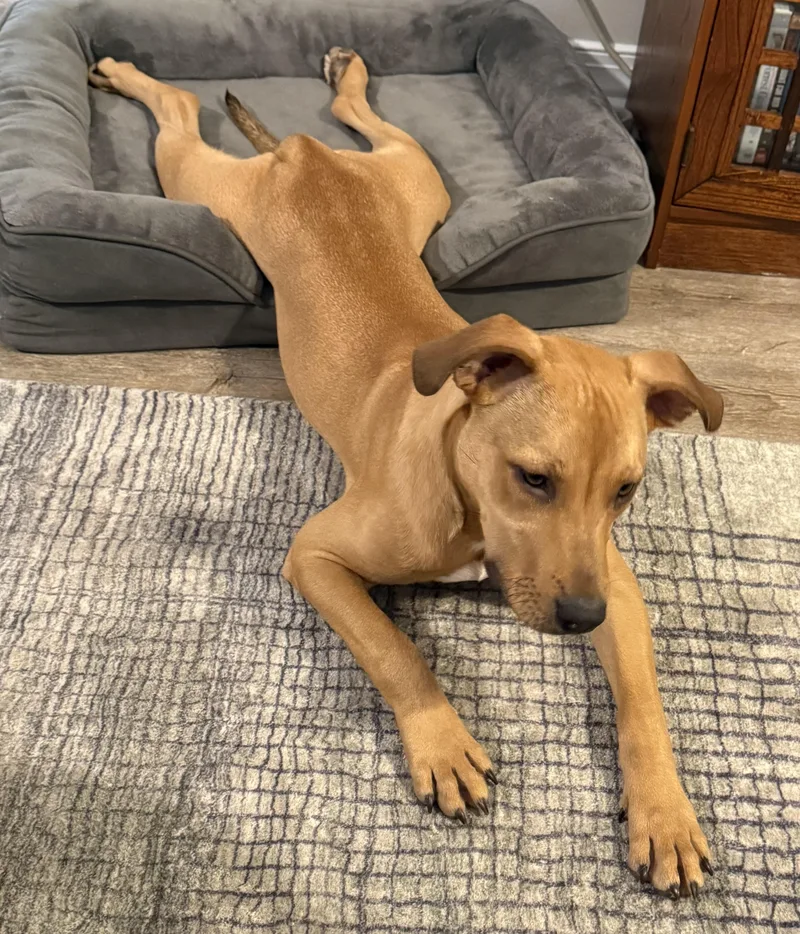 A baby medium-sized male Brown / Chocolate Black Mouth Cur dog named Waffles for adoption in Mobile, AL
