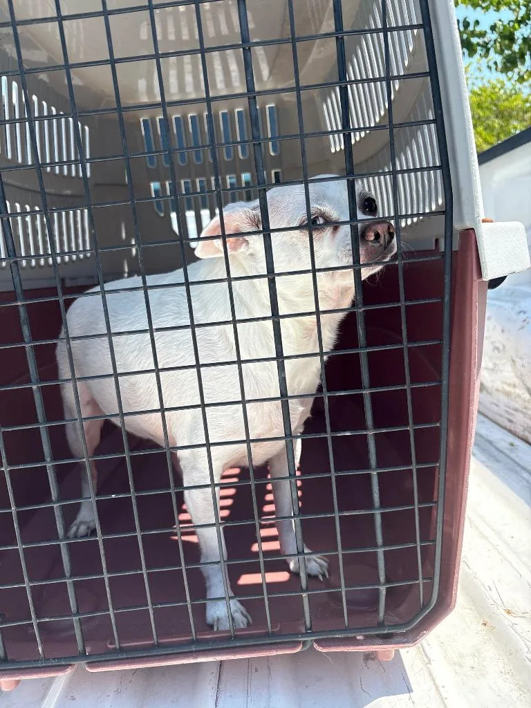 An adult medium-sized female Mixed Breed dog named Lilly for adoption in Effingham, SC