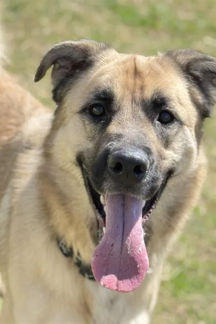 A young large-sized male German Shepherd Dog dog named Gus for adoption in Haw River, NC