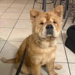 An adult medium-sized female Golden Chow Chow dog named Princess for adoption in West Palm Beach, FL