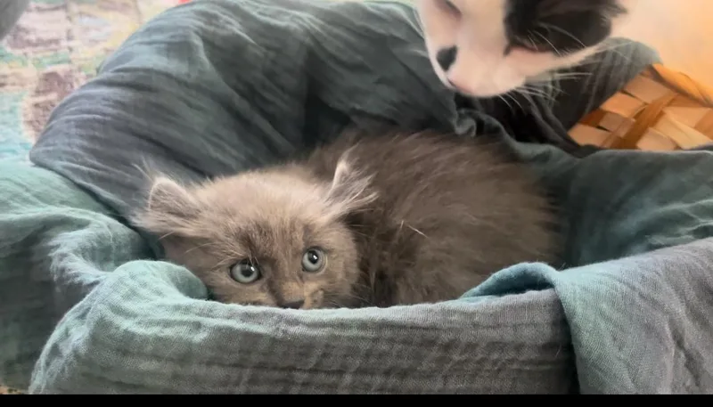Greta The Gray