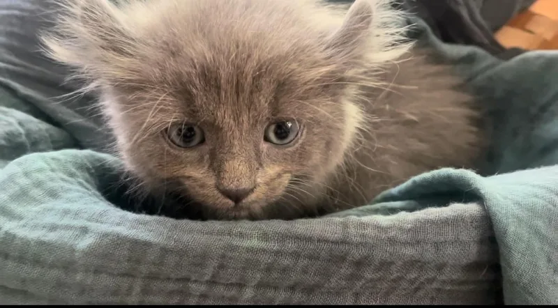 Greta The Gray thumbnail 2