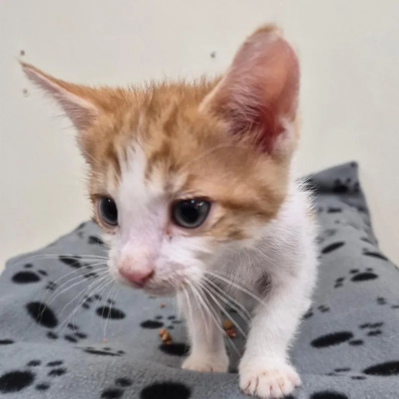 A baby small-sized male Orange / Red Domestic Short Hair cat named Peter for adoption in Fort Bragg, CA