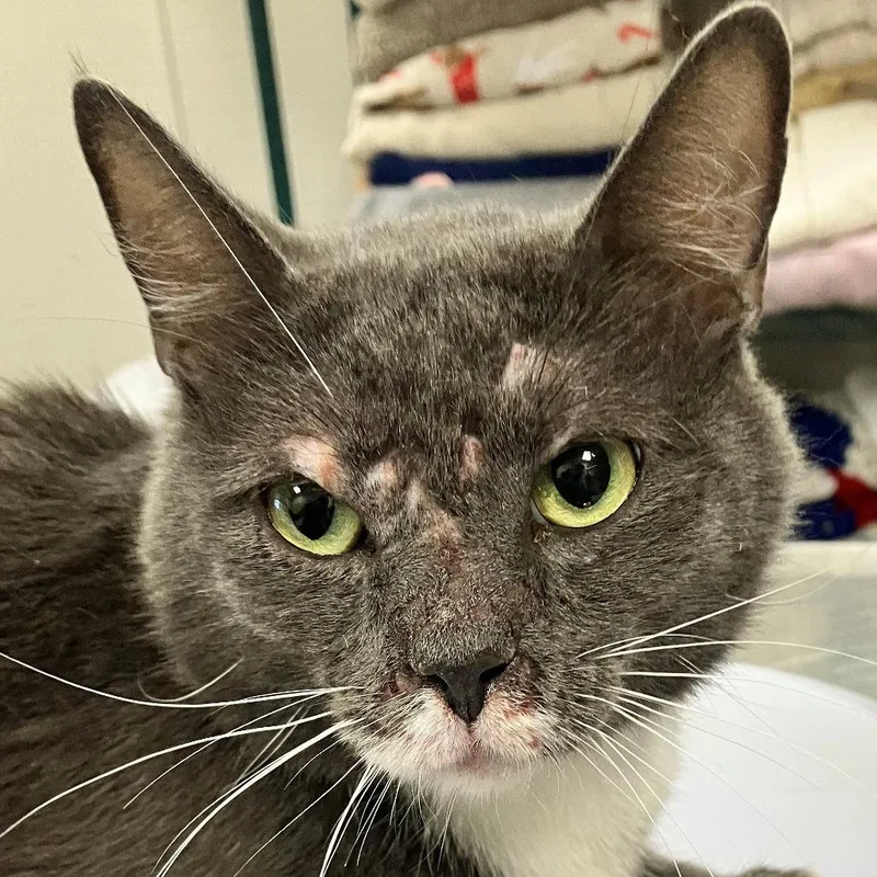 An adult medium-sized male Gray / Blue / Silver Domestic Short Hair cat named Zuko for adoption in Las Cruces, NM