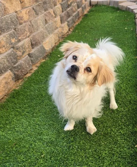 A baby small-sized male Bicolor Tibetan Spaniel dog named Finn for adoption in Henderson, NV