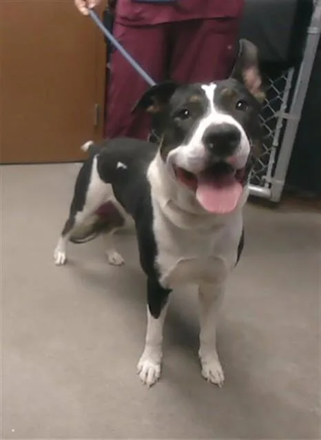 A young large-sized male Pit Bull Terrier dog named Petey for adoption in Phoenix, AZ