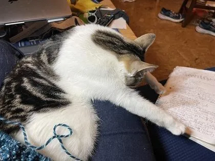 A baby small-sized female Domestic Short Hair cat named Pixel for adoption in Seattle, WA
