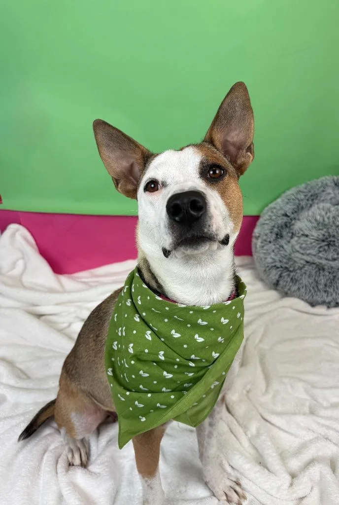 An adult large-sized female Australian Shepherd dog named Cherry for adoption in Phoenix, AZ