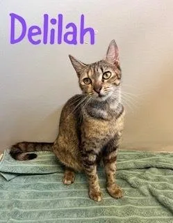 Delilah thumbnail 2