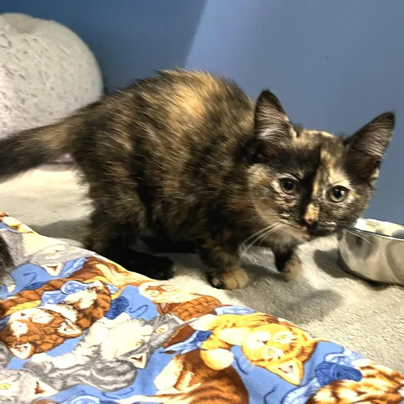 A baby small-sized female Black Domestic Short Hair cat named Neptune for adoption in Cheyenne, WY