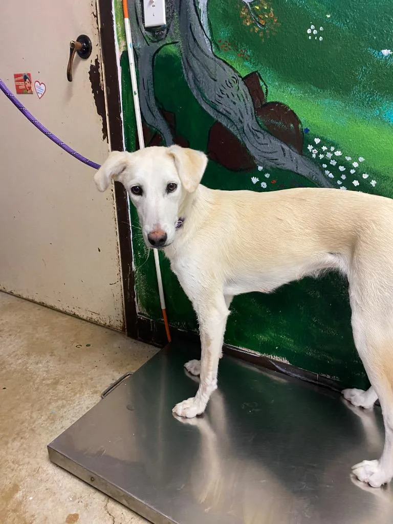 A young medium-sized female Hound dog named Xena for adoption in New Braunfels, TX