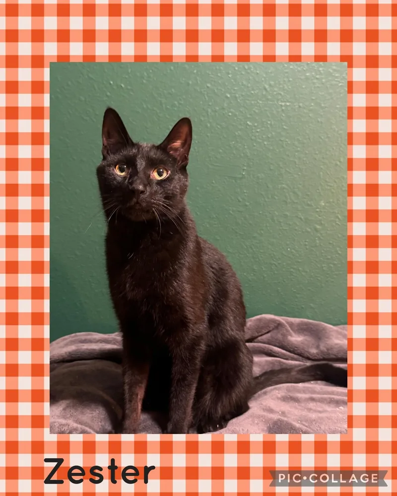 An adult medium-sized male Black Domestic Short Hair cat named Zester for adoption in Newberg, OR