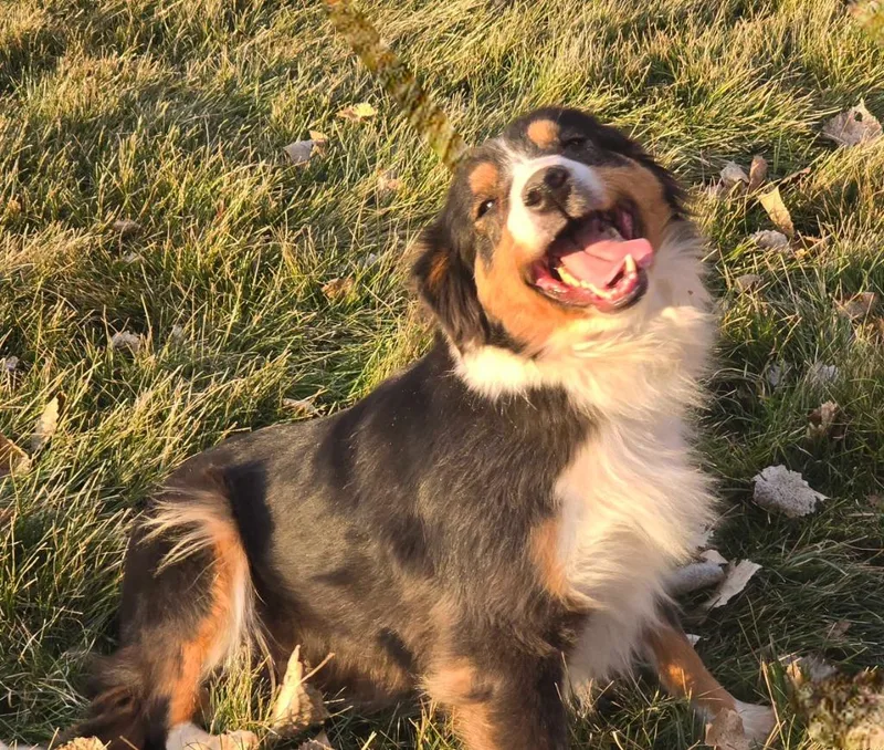 An adult medium-sized female Australian Shepherd dog named Luna for adoption in Salt Lake City, UT