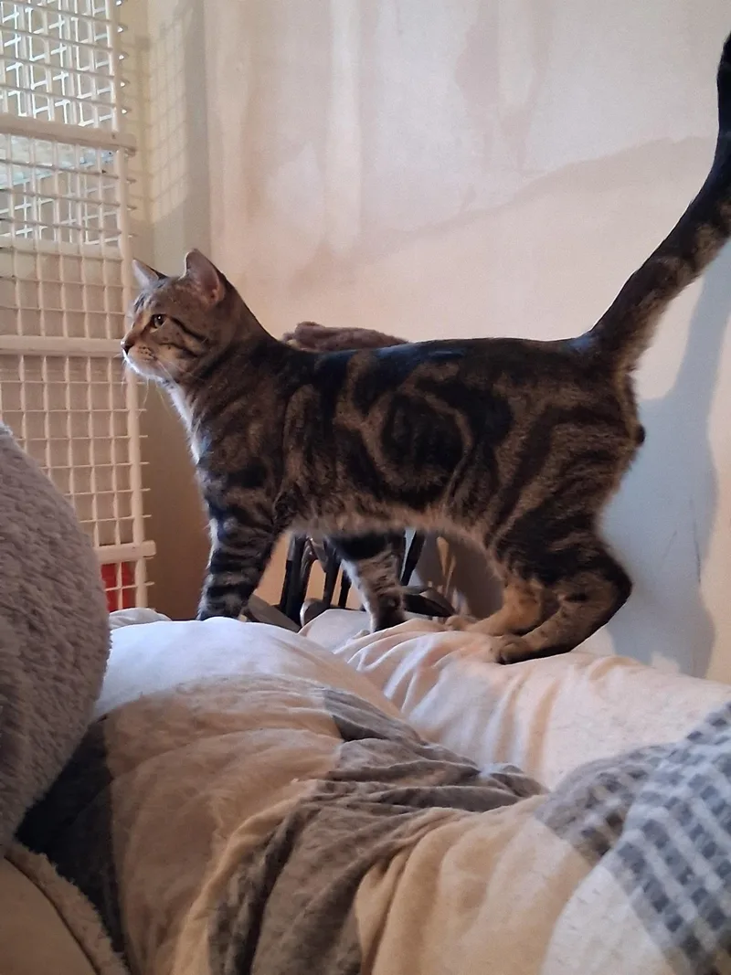 Tony The Tiger thumbnail 2