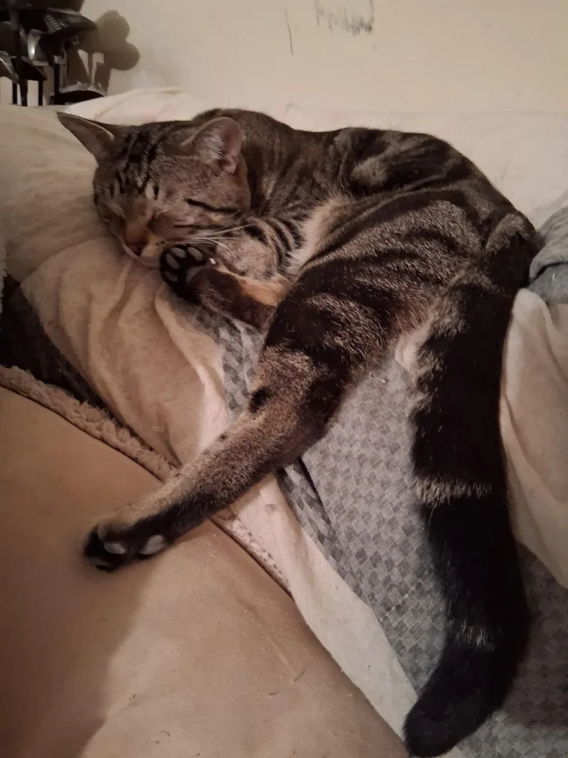 Tony The Tiger thumbnail 3