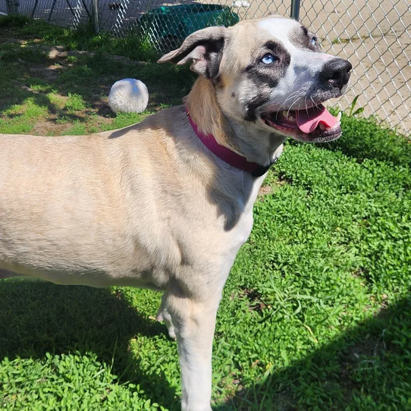 A young large-sized female Yellow / Tan / Blond / Fawn Mixed Breed dog named Bambi$ for adoption in Springfield, MA