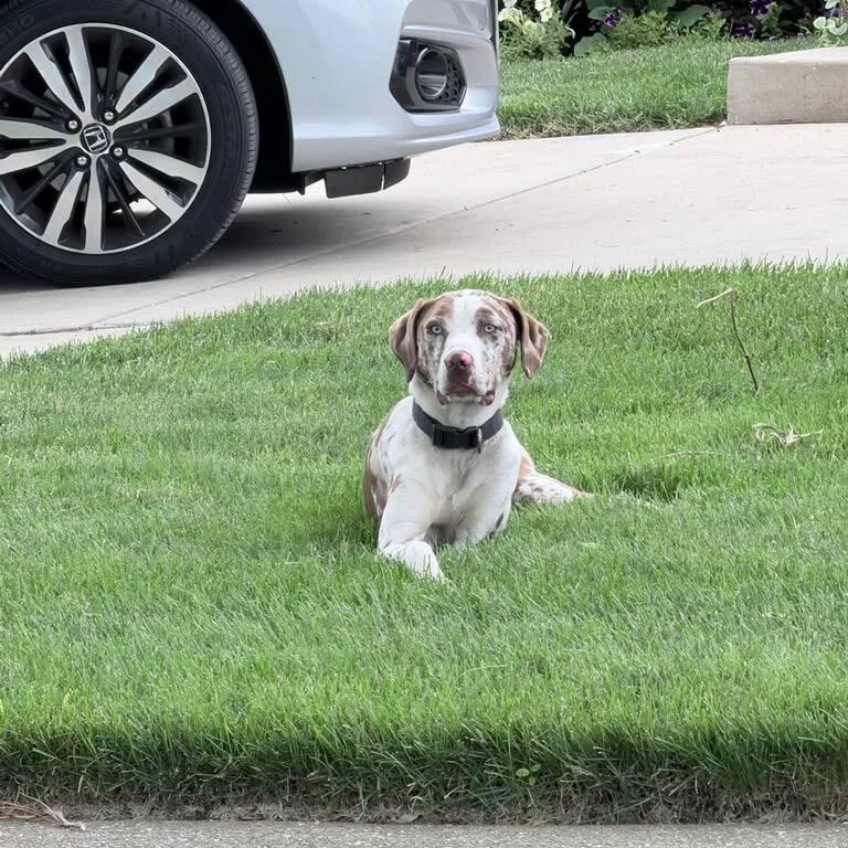 A baby medium-sized male Brown / Chocolate Catahoula Leopard Dog dog named Gunnar for adoption in Northbrook, IL