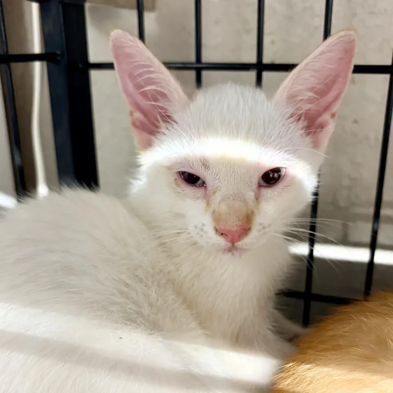 A baby medium-sized female White Siamese cat named Ricotta for adoption in Bulverde, TX