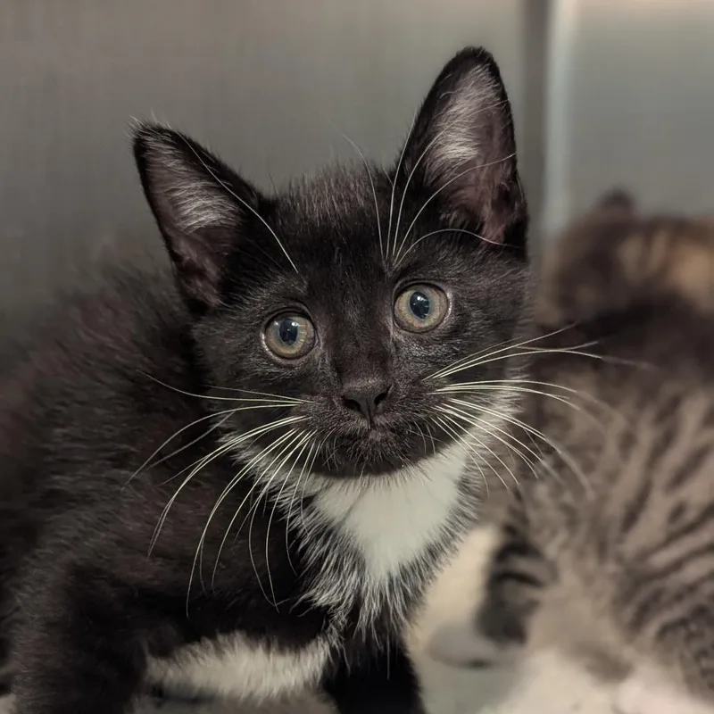 A baby medium-sized female Black & White / Tuxedo Domestic Short Hair cat named Sansa for adoption in Fenton, MI