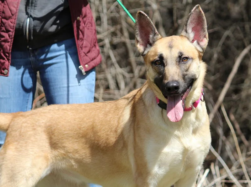 An adult large-sized female Belgian Shepherd / Malinois dog named Bailey for adoption in Portage, WI