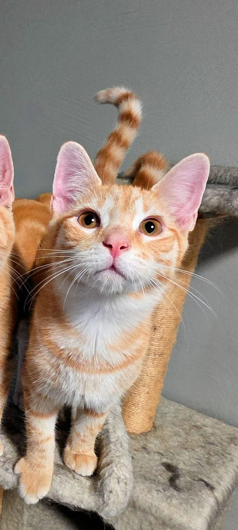 A baby medium-sized male Orange & White Domestic Short Hair cat named Pumpkin for adoption in Pittsburgh, PA