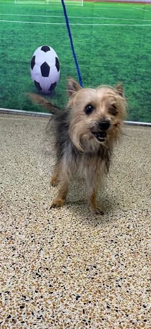 A senior small-sized female Yorkshire Terrier dog named Lupe for adoption in Miami, FL