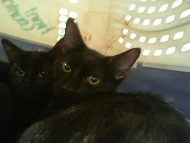 A baby small-sized male Domestic Short Hair cat named Atlas for adoption in Charlotte, NC