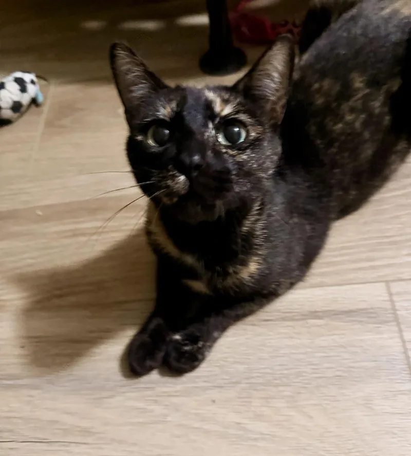 A young medium-sized female Domestic Short Hair cat named Pumpkin for adoption in Olyphant, PA