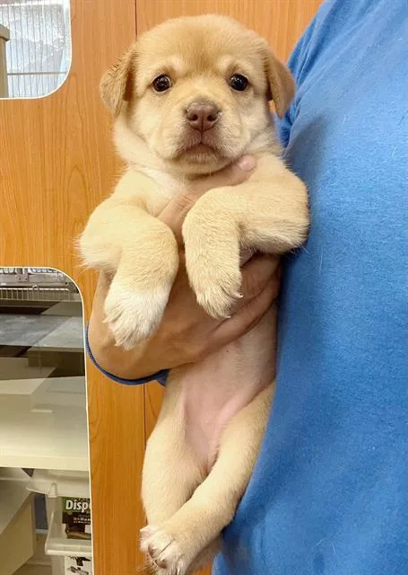 A young small-sized female Shepherd dog named Starr for adoption in Riverside, CA